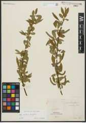 Foto von Salix alba L. x Salix fragilis L.